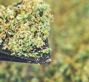 https://t.me/cannabisextractss 85 KIEF
